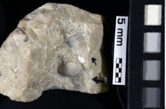 Foto (Detailansicht) von Cyclothyreus reussi (Gemmellaro, 1869) (NHMW-GEO-1990-0041-0004b)